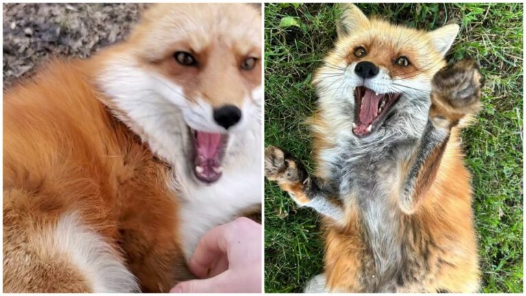 Woman Captures  Foxes’ Sounds When They Love Belly Rubs