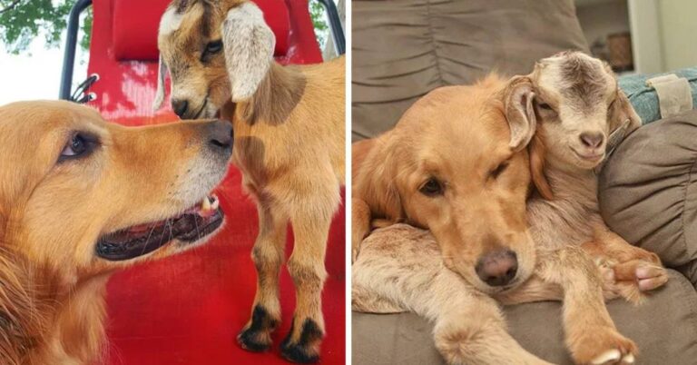 Dog Cares for Baby Goats Like a Mom