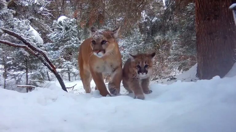 Camera Sees Mommy Mountain Lion and Her Cute Baby on a Nature Walk