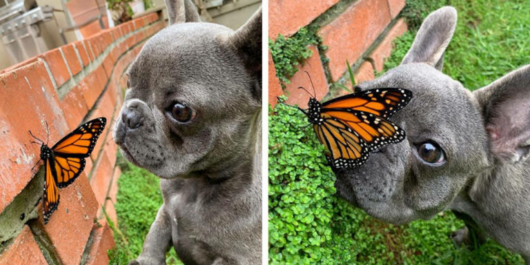 This little Dog befriended a Butterfly – the world was perfect!