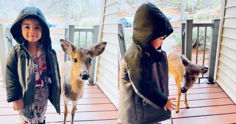 A 4-year-old boy brings a baby deer home after he Goes Out To Play