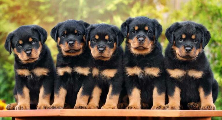 Rottweilers: 5 Things You Need to Know Before Getting One