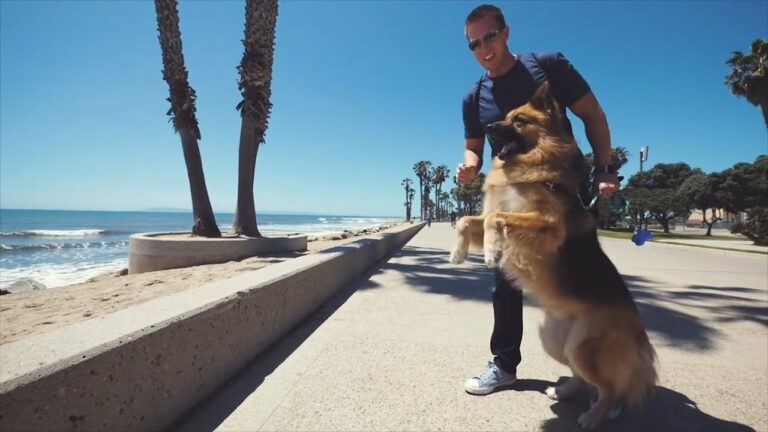 Dog kept on chain his whole life gets to see ocean for the first time ever – catches rescuer off guard with his reaction