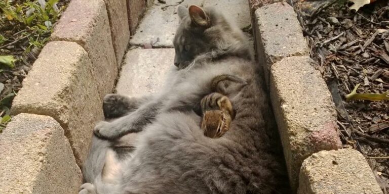 Cat Hugs Chipmunk, They’re Now Best Buddies