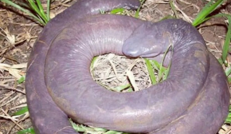 ‘Man-aconda’ stuns the world: Unveiling the astonishing tale of the eye-striking phenomenon