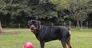 The Rare Red Rottweiler: Everything You Need to Know