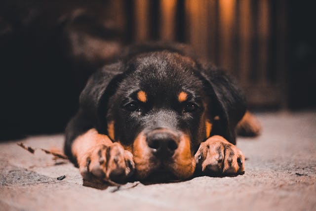 How Long Do Rottweilers Live? Here’s What You Need to Know